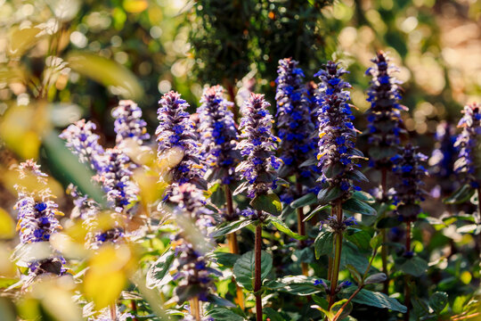 Ajuga flowers glowing in warm sunlight with soft bokeh background in natural garden setting