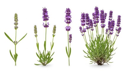 Obraz premium Stages of lavender plant growth