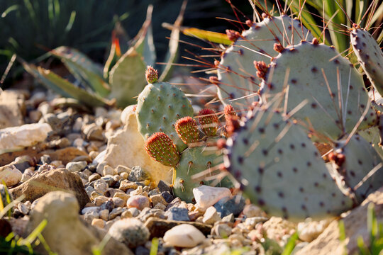 Prickly pear opuntia with red buds growing among stones in desert garden sunlight