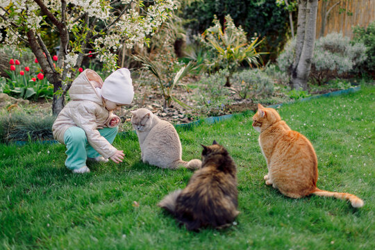 Child playing with her domestic cats in spring backyard garden