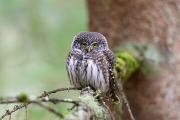 Fototapeta premium Eurasian pygmy owl (Glaucidium passerinum)