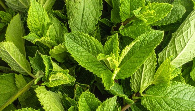 Fresh vibrant green mint leaves close up photography showing detailed texture of organic herb plant leaves for wellness and nature backgrounds.