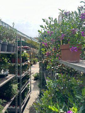 Outdoor flower shop display with rows of potted plants and seedlings on shelves