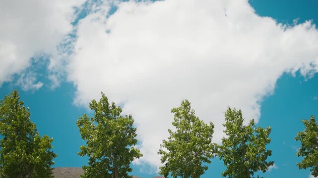 4K shot of Poplar trees in front of white clouds against blue sky during the summer season as seen in Sissu village of Lahaul and Spiti district, Himachal Pradesh, India. Natural background.