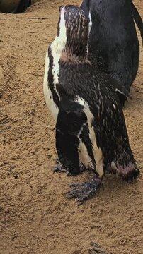 Close up of a jackass or humboldt penguin standing in the sand and shaking his body, video in vertical format
