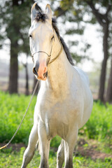 Naklejka premium portrait of beautiful young grey Marwari stallion posing in garden at sunny day. India
