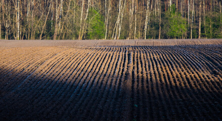 Świeżo zasiane pole w porannym świetle słońca  © kubikactive