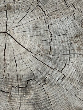Top view close up of wooden stump cross section with tree rings texture