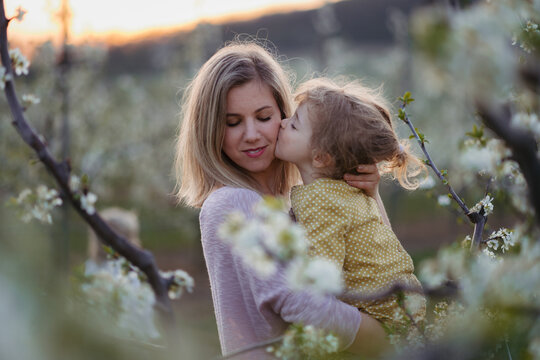 Girl with mom in middle of blooming orchard.
