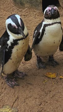 Close up of two jackass or humboldt penguin standing in the sand and shaking his body, video in vertical format