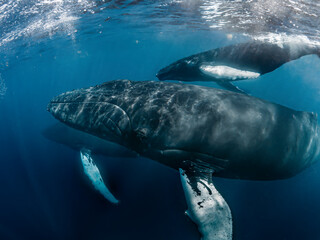 Naklejka premium Humpback whales