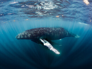 Naklejka premium Humpback whales