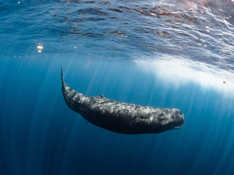 Sperm whale