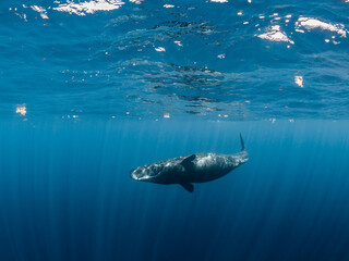 Fototapeta premium Sperm whale