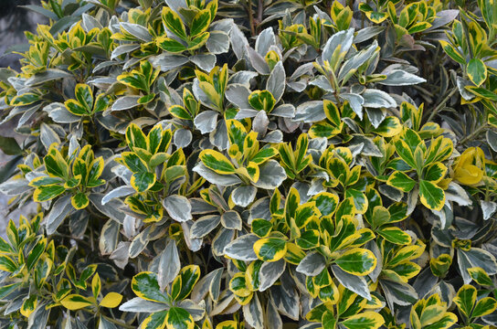 Euonymus japonicus 'Aureomarginatus'  green-yellow variegated leaves. Closeup, top view,leaves background.