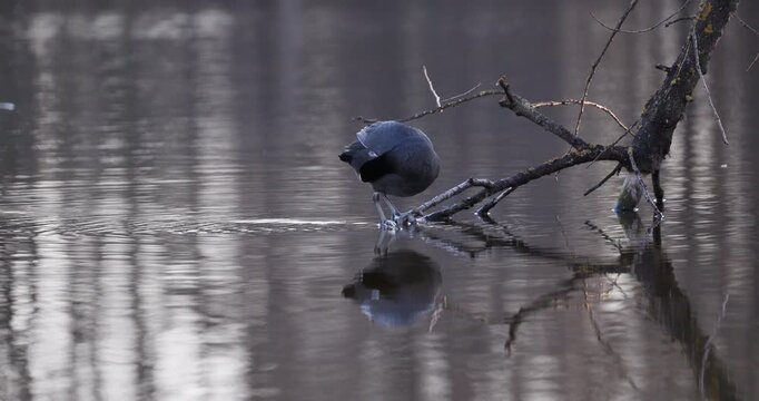 Slow motion of Eurasian coot perched on a branch, preening its feathers and almost losing balance before swimming away