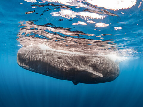Sperm whale