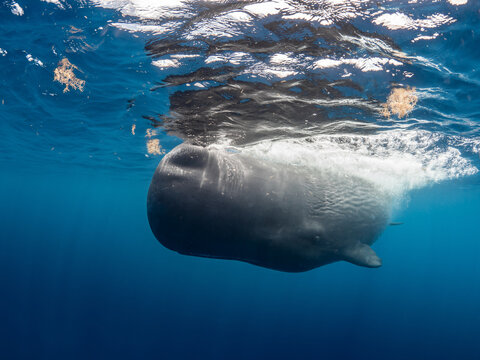 Sperm whale