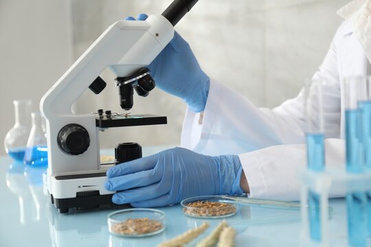 Laboratory testing. Scientist examining wheat grain under microscope at glass table indoors, closeup
