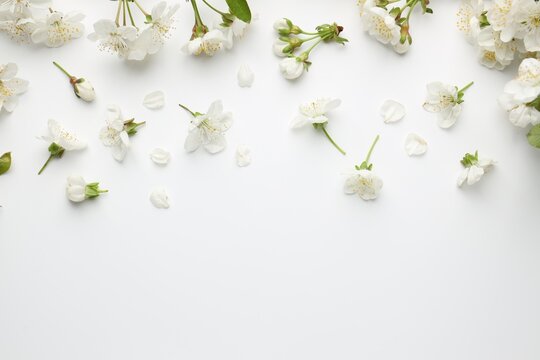 Beautiful cherry tree blossoms on white background, flat lay. Space for text