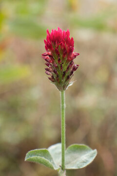 Red flower near Mehlingen, Germany