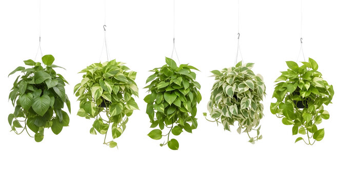 Collection of five different pothos plants in hanging baskets, isolated on transparent background