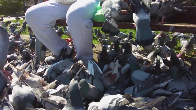 Close up of Pigeons  on a feeding frenzy in Barcelona, Spain on a main town square on a sunny spring day