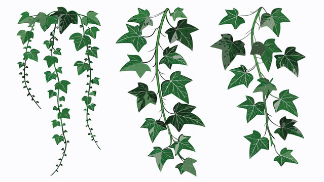 Vector illustration of hanging ivy plant vines with lush green leaves botanical decoration climbing