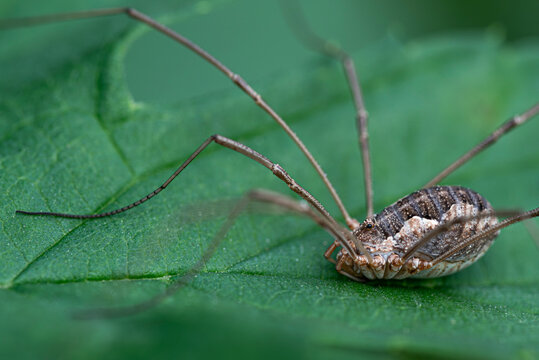 Kosarz - Opiliones