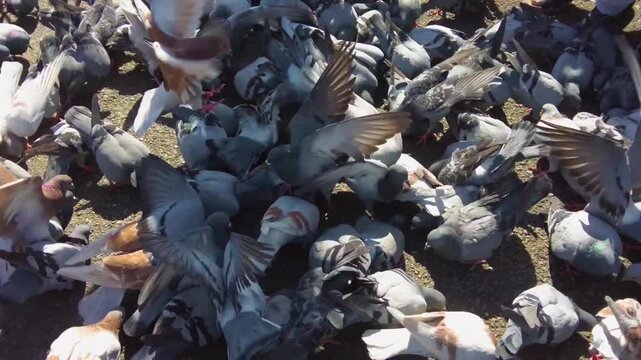 Close up of Pigeons  on a feeding frenzy in Barcelona, Spain on a main town square on a sunny spring day