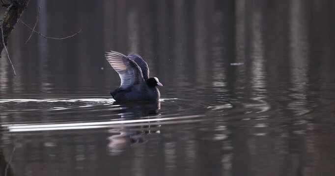 Slow motion of Eurasian coot standing in shallow water, looking at camera, flapping wings with splashes, and then swimming behind a branch