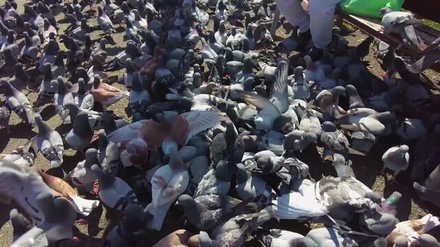 Close up of Pigeons  on a feeding frenzy in Barcelona, Spain on a main town square on a sunny spring day
