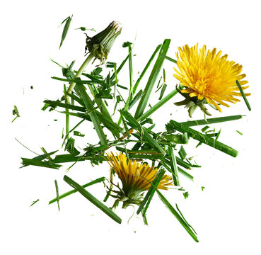 Yellow Dandelion Flowers and Chopped Green Grass Flat Lay isolated on transparent background
