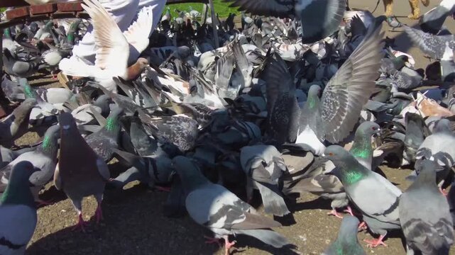 Close up of Pigeons  on a feeding frenzy in Barcelona, Spain on a main town square on a sunny spring day