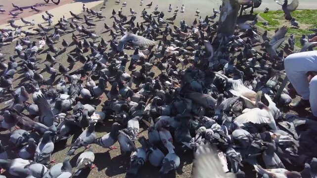 Close up of Pigeons  on a feeding frenzy in Barcelona, Spain on a main town square on a sunny spring day