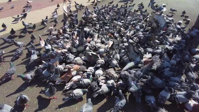 Close up of Pigeons  on a feeding frenzy in Barcelona, Spain on a main town square on a sunny spring day