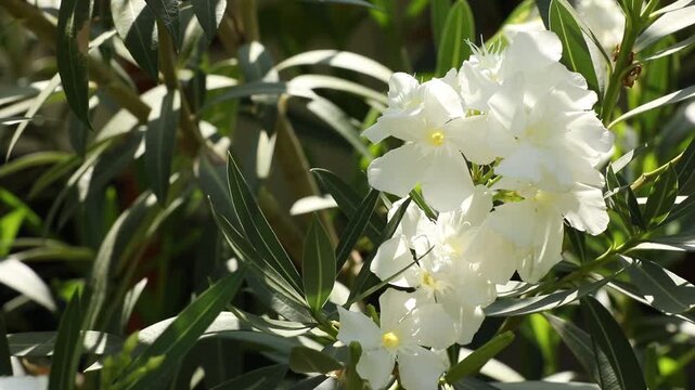 Beautiful white oleander flowers bloom on a bush in a sunny summer garden. A slow camera zoom reveals a detailed close-up of the delicate petals and green leaves.

