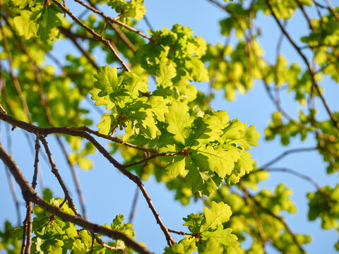 Spring oak tree branch with fresh green leaves and catkins against blue sky.
