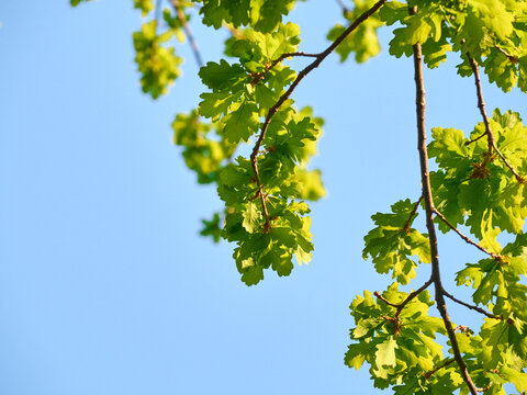 Spring oak tree branch with fresh green leaves and catkins against blue sky.
