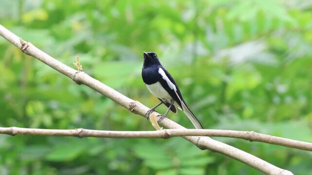 Male Oriental magpie robin on a branch.this 4k footage was taken from Bangladesh.
