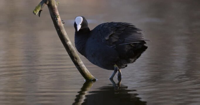 Slow motion of Eurasian coot standing near branch and then swimming in lake water, bird looking at camera