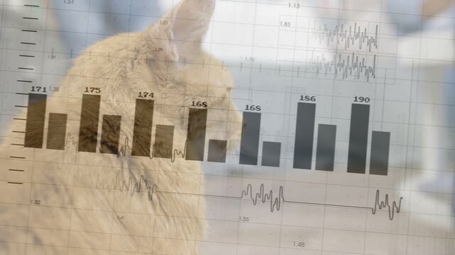 Ginger cat sitting left data overlay sliding in sweeping across cat bars aligning for business data