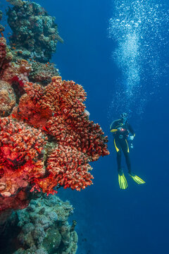 Scuba diver hovering in blue water and looking at beautiful coral reef wall using an underwater flashlight.