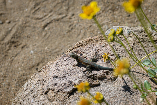 Western Side-Blotched Lizard Basking on Desert Rock

