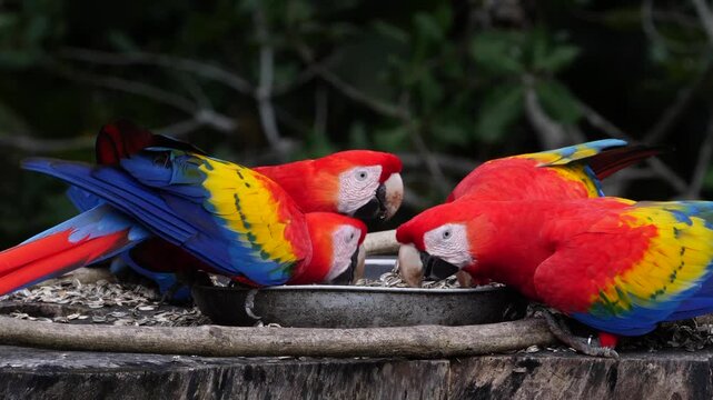 four scarlet macaws at feeder, eating 067
