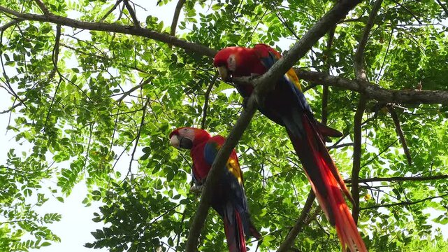 scarlet macaws on branch in the tree 057
