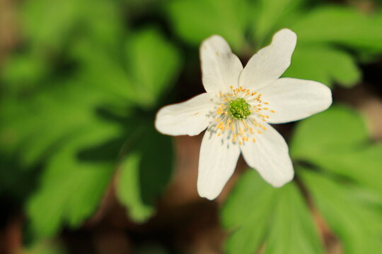 Blooming anemones in the forests near Krakow