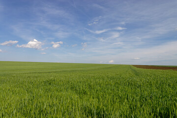 Obraz premium Green field stretches under blue sky