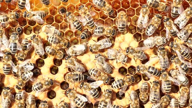Bee with its movements tries to dump it from there.