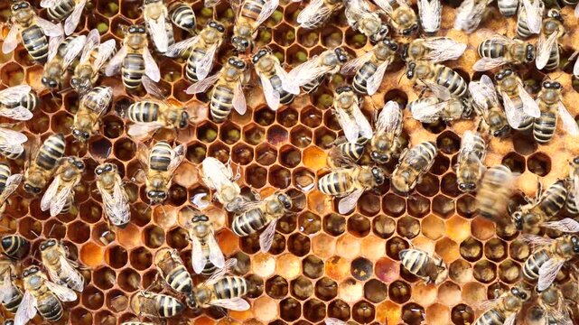 Varroa mite on back of a bee. 
A bee with a varroa mite clinging to its body. 
